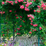 Rosal Laguna® Kordes