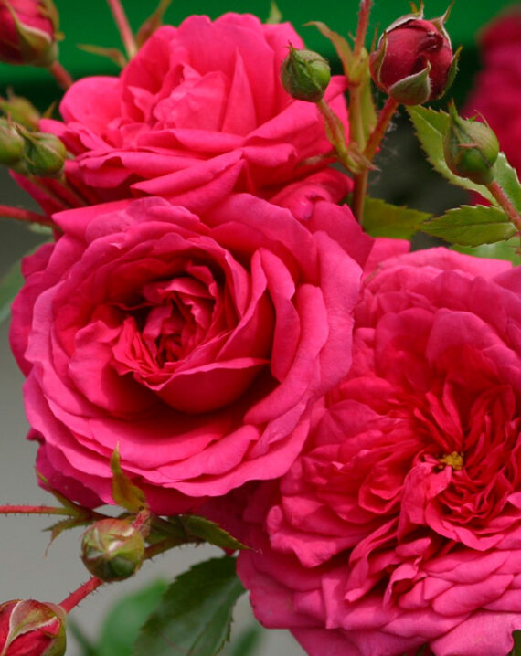 Rosal Laguna® Kordes