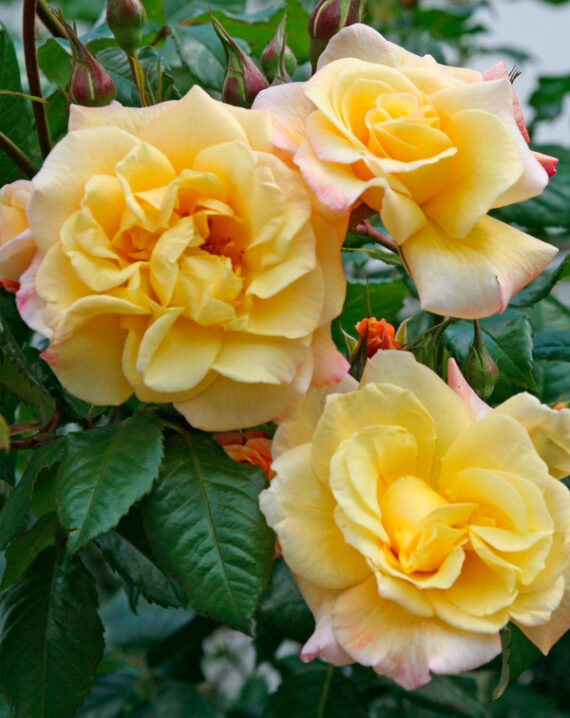 Rosal Trepador Moonlight® Kordes