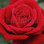 Rosal Old Botero® Meilland