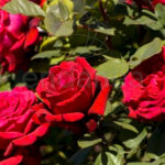 Rosal Old Botero® Meilland