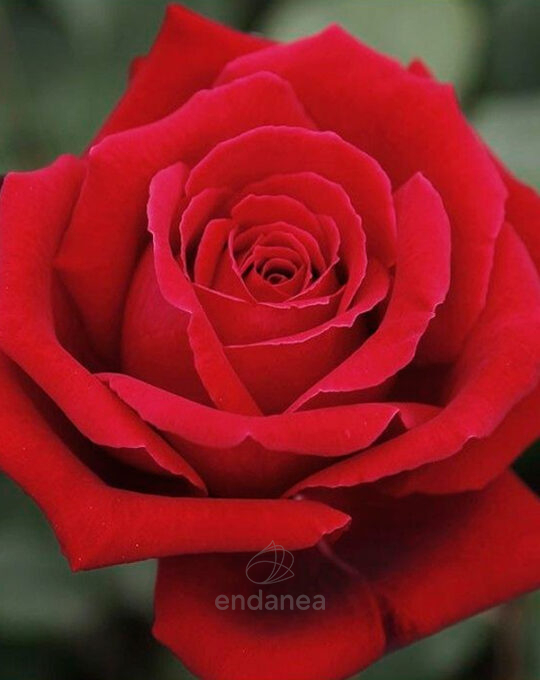 rosal-trepador-old-botero-meilland