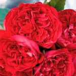 Rosal Trepador Red Eden Rose® Meilland