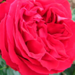 Rosal Trepador Red Eden Rose® Meilland
