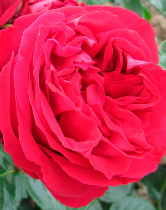 Rosal Trepador Red Eden Rose® Meilland