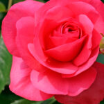 Rosal Trepador Rosanne® Kordes