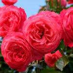 Rosal Trepador Rosanne® Kordes