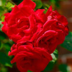 Rosal Trepador Santana®