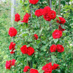 Rosal Trepador Santana®