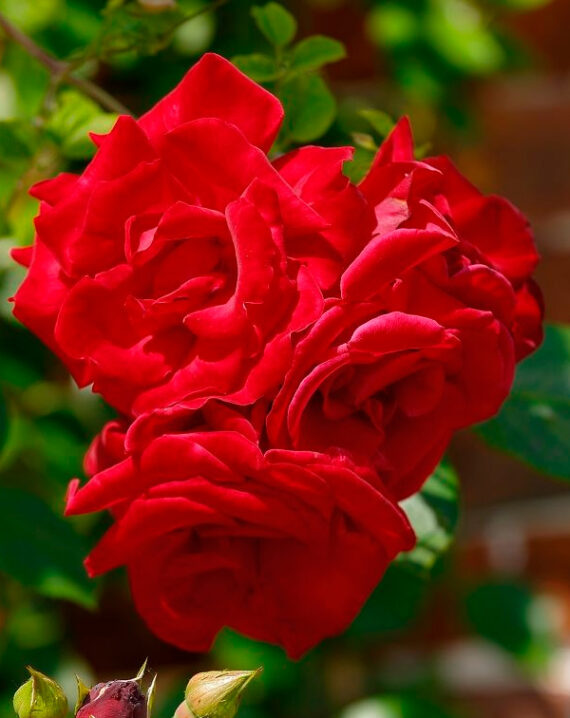 Rosal Trepador Santana®