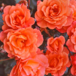 Rosal Trepador Westerland® Kordes