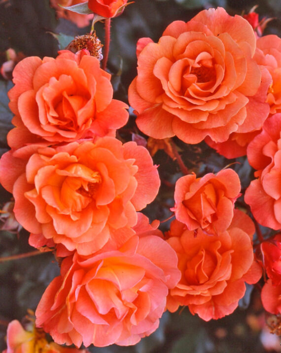 Rosal Trepador Westerland® Kordes