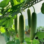 Semillas Calabaza Luffa Esponja Batlle