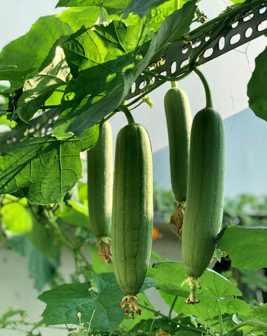 semillas-calabaza-luffa-planta-esponjasi-batlle-1