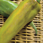 Pimiento Amarillo Ros de Mallorca