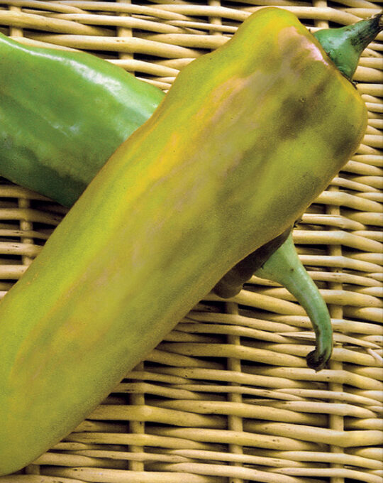 semillas-pimiento-amarillo-ros-de-mallorca-1