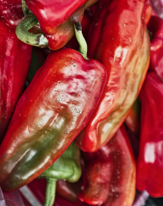 semillas-pimiento-najerano-batlle-1