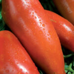 Semillas Tomate Andine Cornue
