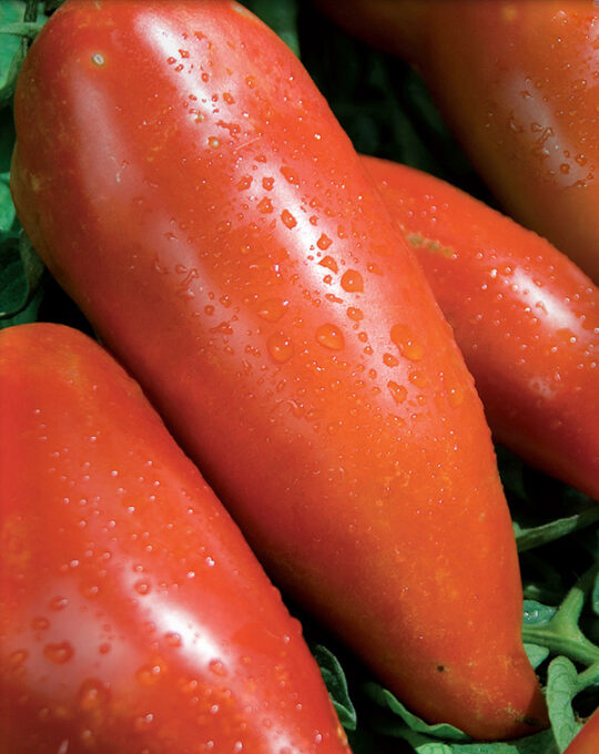 semillas-tomate-andine-cornue-batlle-1