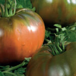 Semillas Tomate Noire de Crime