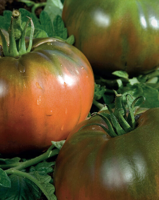 semillas-tomate-noire-de-crime-batlle-1