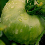 Semillas Tomate Olympe F-1 Batlle