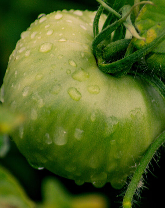 semillas-tomate-olympe-f-1-batlle-1