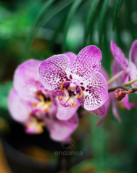 substrato-orquideas-5l-batlle-1