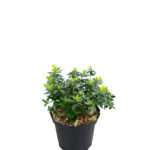 Abelia Grandiflora Arbusto