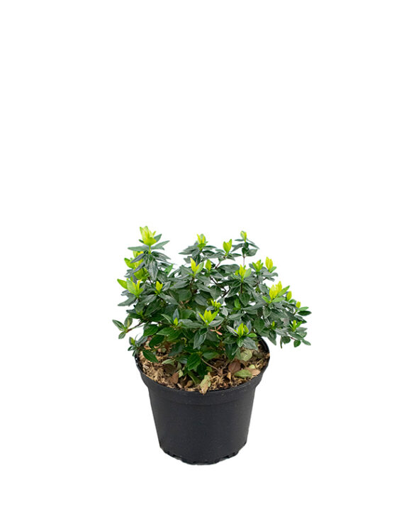 Abelia Grandiflora Arbusto