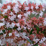 Abelia Grandiflora Arbusto Flores