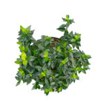 Abelia Grandiflora Arbusto Hojas