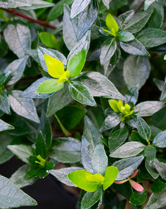 abelia-grandiflora-arbusto-hojas-detalle