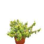 Abelia Sparkling Silver Arbusto