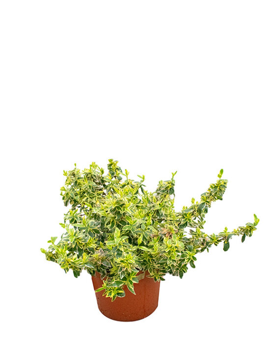 Abelia Sparkling Silver Arbusto