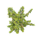 Abelia Sparkling Silver Hojas