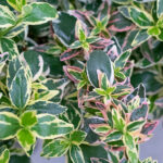 Abelia Sparkling Silver Detalle