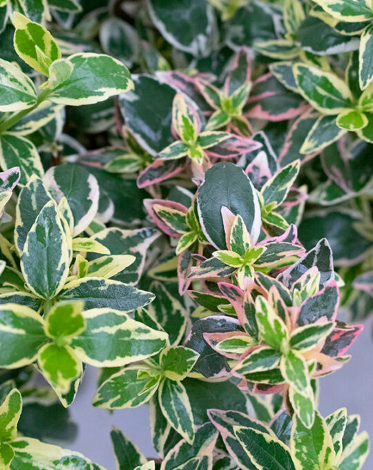 abelia-sparkling-silver-arbusto-hojas-detalle