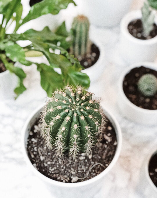 abono-liquido-cactus-vilmorin-cuidados