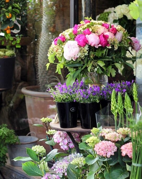 abono-liquido-plantas-de-flor-vilmorin-2