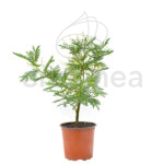 Acacia Mimos Planta de Exterior Otoño-Invierno 15cm