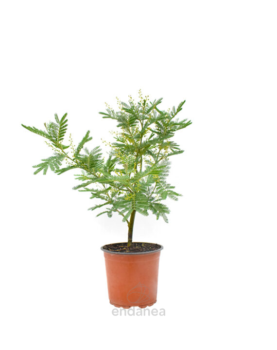 Acacia Mimos Planta de Exterior Otoño-Invierno 15cm