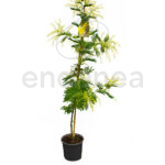 Acacia Mimos Planta de Exterior Otoño-Invierno 22cm