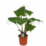 Compra la Alocasia Portodora - Planta de Interior