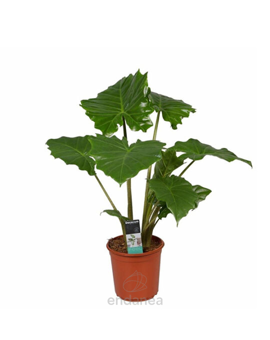 alocasia-portodora-planta-de-interior-tropical