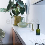 Compra la Alocasia Portodora - Planta de Interior