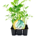 Apio Planta 6 unidades Planta Hortícola