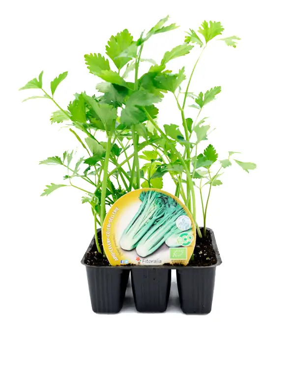 apio-planta-horticola-pack-6-uds