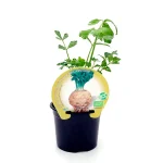Apio Rábano Planta Hortícola