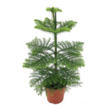 Compra la Araucaria - Planta verde de interior